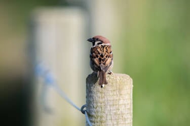 Bird photography by Ricci Chera for Nikon Magazine's Tried and Tested series. These photos were taken using the new NIKKOR Z 180-600mm f/5.6-6.3 VR