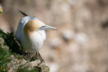 Bird photography by Ricci Chera for Nikon Magazine's Tried and Tested series. These photos were taken using the new NIKKOR Z 180-600mm f/5.6-6.3 VR