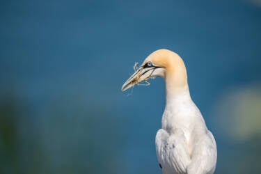 Bird photography by Ricci Chera for Nikon Magazine's Tried and Tested series. These photos were taken using the new NIKKOR Z 180-600mm f/5.6-6.3 VR