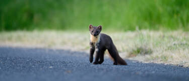 Dimitri Lazardeux's image assets for Nikon magazine