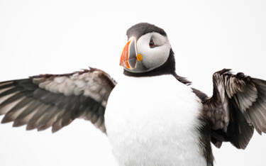 Image assets by Rachel Bigsby for Nikon magazine, using the NIKKOR Z 600mm f/6.3