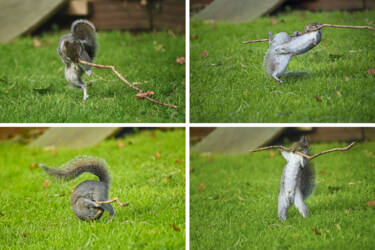 Nikon Comedy Wildlife Awards 2024
