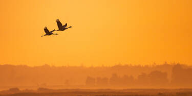 Nikon magazine - beginner bird photography with the Z5II and Samuel Houcken