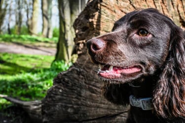 Nikon magazine - Alfie Bowen Pet photography
