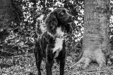Nikon magazine - Alfie Bowen Pet photography
