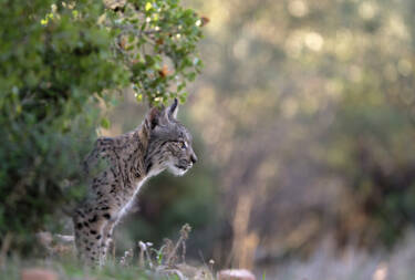 Nikon magazine - Josef Stefan's award-winning wildlife photography