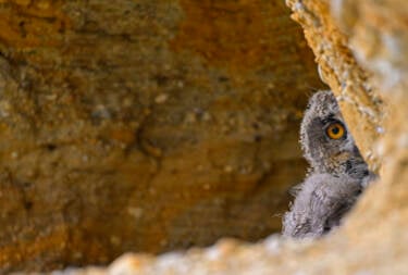 Nikon magazine - Josef Stefan's award-winning wildlife photography