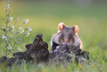 Nikon magazine - Josef Stefan's award-winning wildlife photography