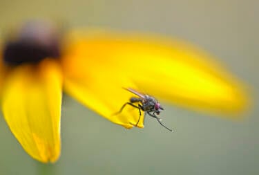 Nikon magazine - Josef Stefan's award-winning wildlife photography